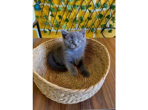 Çok Sevimli British Shorthair Yavrumuz