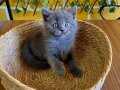 Çok Sevimli British Shorthair Yavrumuz