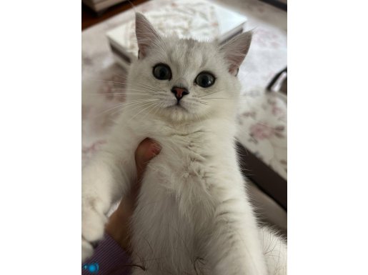 3 aylık Dişi British Shorthair