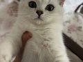 3 aylık Dişi British Shorthair