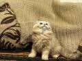 british shorthair 2,5 aylık dişi