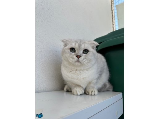 Erkek Scottish Fold Yavrumuz