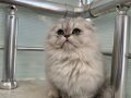 Erkek Scottish Fold Highland Yavrumuz