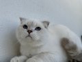 6 Aylik Erkek Scottish Fold Yavrumuz