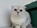 Erkek Scottish Fold Yavrumuz