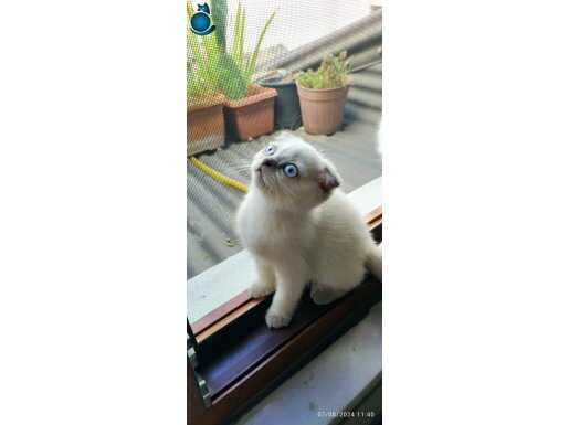 İnanılmaz güzellikte scottish fold bluep point yavrular