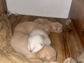 4 YAVRU British Golden Longhair Nadir