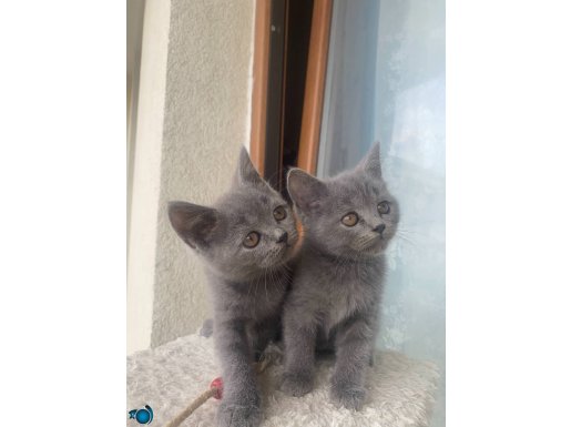 British shorthair yavru erkek dişi