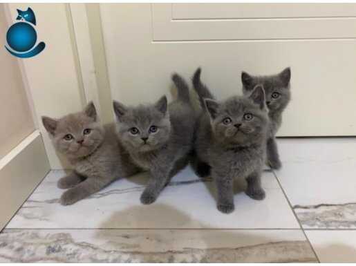 Yavru british shorthair erkek dişi yavru kedi