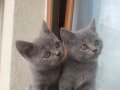 British shorthair yavru erkek dişi