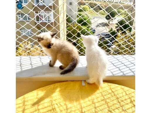  Bembeyaz güzel dişi ve sütlü kahve renk panda tatlı erkek