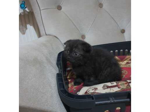 2 aylık Scottish Fold Yavru