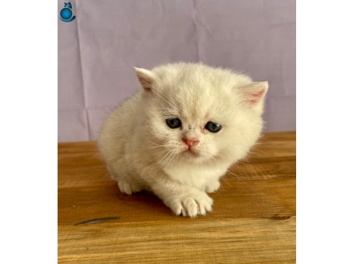 silver british shorthair oğlumuz