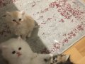 İki buçuk aylık İran kedi yavrusu