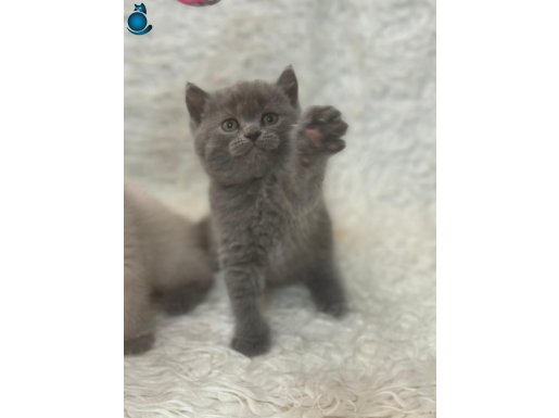 British Shorthair gri yavrularimiz