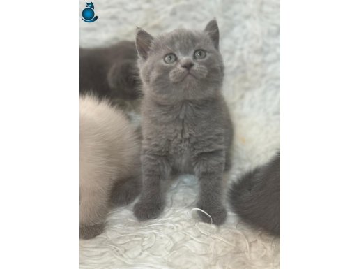 Sevimli Gri British Shorthair Yavrularımız