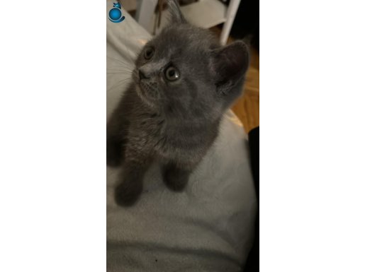 Sevimli British Shorthair Erkek Yavrumuz