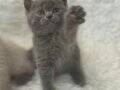 British Shorthair gri yavrularimiz