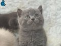 Sevimli Gri British Shorthair Yavrularımız