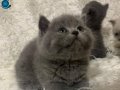 Tatli Gri British Shorthair Yavrumuz