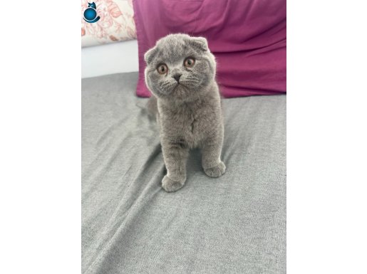 3 aylık Safkan Scottish Fold