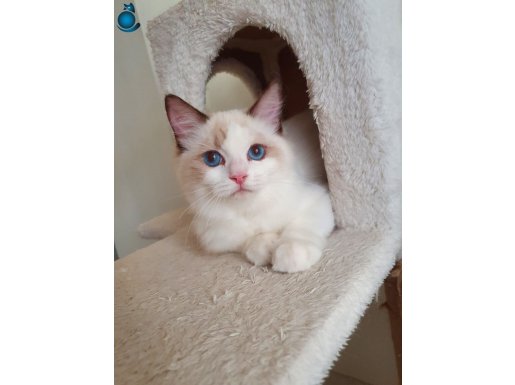 FULL ŞECERELİ SEAL VE BLUE BİCOLOR RAGDOLL YAVRULAR