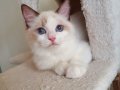 FULL ŞECERELİ SEAL VE BLUE BİCOLOR RAGDOLL YAVRULAR