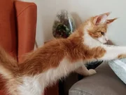 Satılık Yavru Kedi Fiyatları | KEDiPET.COM