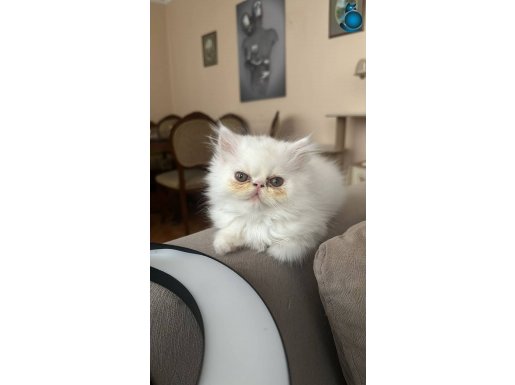 Exotic shorthair