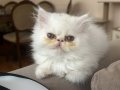 Exotic shorthair