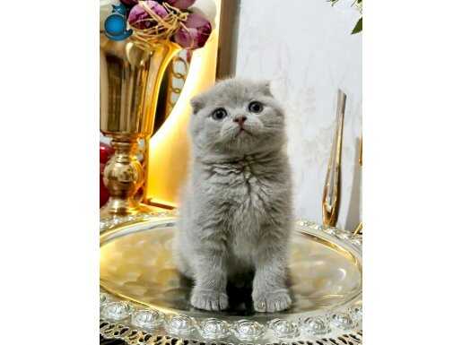 Scottish fold lilac ve beyaz yavrularımız 