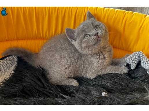 British Shorthair Erkek Yavrular