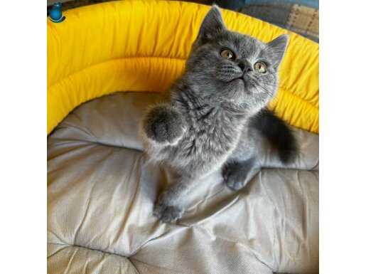 Ev Ortamından Safkan British Shorthair