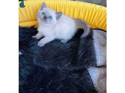 A Kalite British Shorthair Blue Point Dişi Yavrular