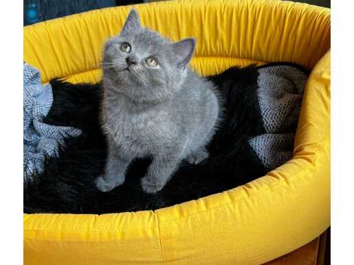 Safkan British Shorthair-Scottish fold Gri Yavrular