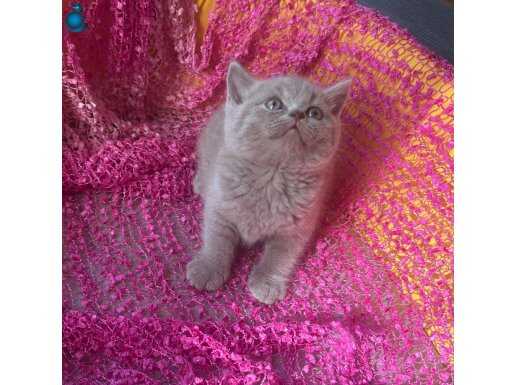 British Shorthair Yavrular