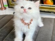 Satılık Yavru Kedi Fiyatları | KEDiPET.COM