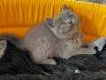 British Shorthair Erkek Yavrular