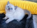 A Kalite British Shorthair Blue Point Dişi Yavrular