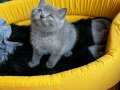 Safkan British Shorthair-Scottish fold Gri Yavrular