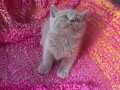 British Shorthair Yavrular