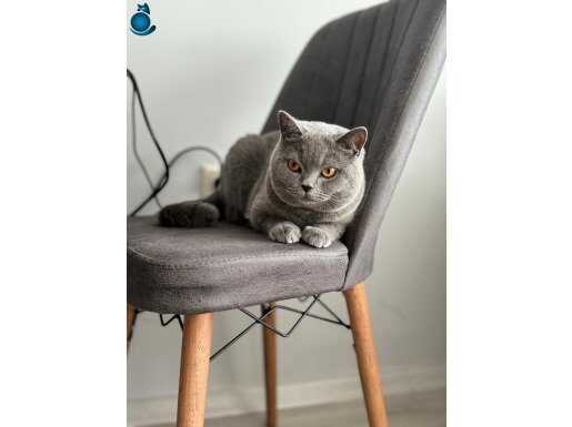 British shorthair 1 yaşında