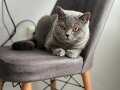 British shorthair 1 yaşında