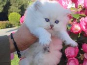 Satılık Yavru Kedi Fiyatları | KEDiPET.COM