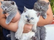 Satılık Yavru Kedi Fiyatları | KEDiPET.COM