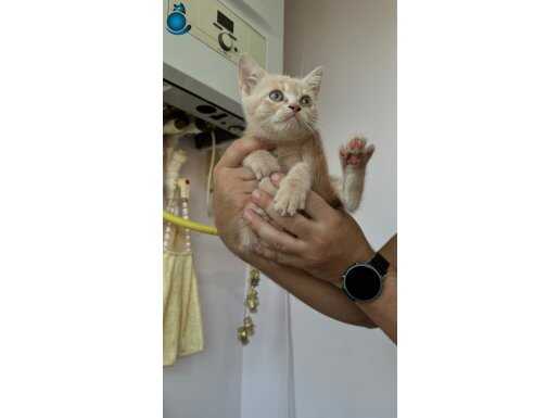 British shorthair bebek