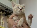 British shorthair bebek