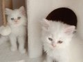 Ev İran kedisi (orginal persian cat)