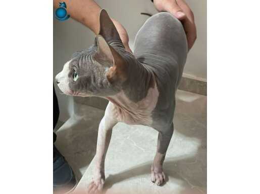 SİZ İSTEDİNİZ BİZ GETİRDİK , SPHYNX DİŞİ KEDİ BURADA İZMİRDE