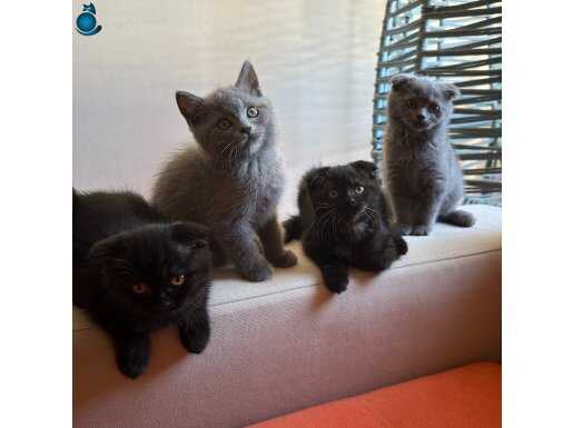 Sağlıklı oyuncu Scottish fold ve british